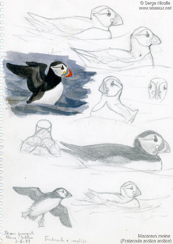 Atlantic Puffin, identification