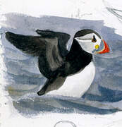 Atlantic Puffin