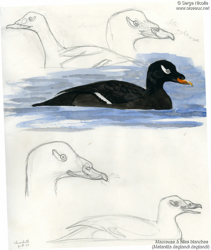 White-winged Scoter male, identification