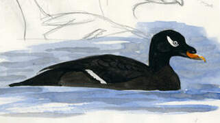 White-winged Scoter