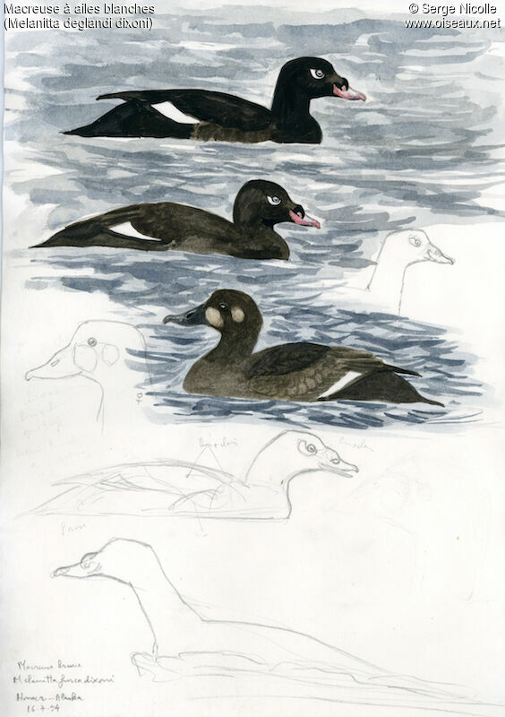 White-winged Scoter , identification