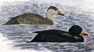 Black Scoter