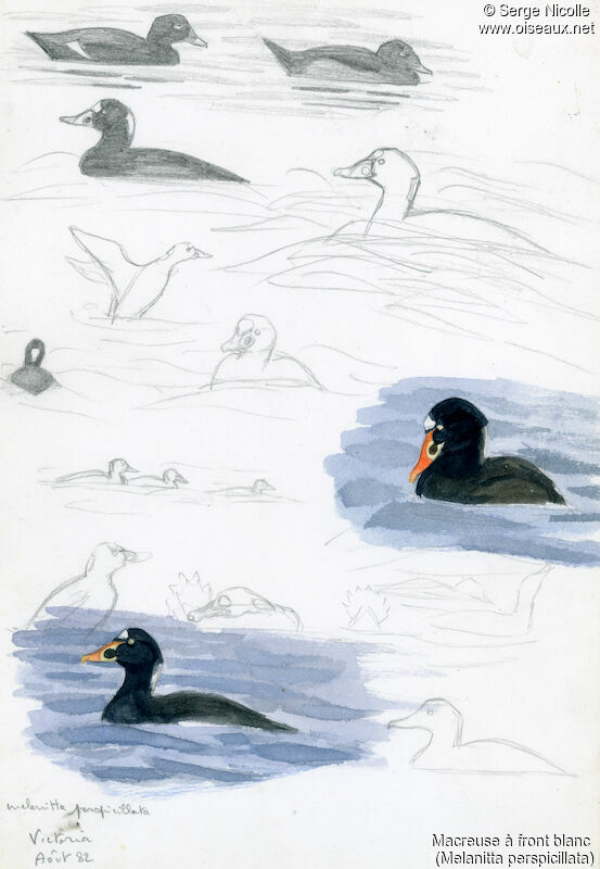 Surf Scoter, identification