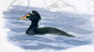 Surf Scoter