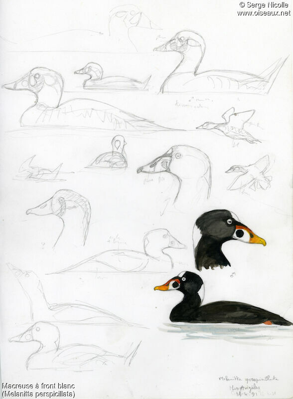 Surf Scoter, identification