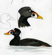 Surf Scoter