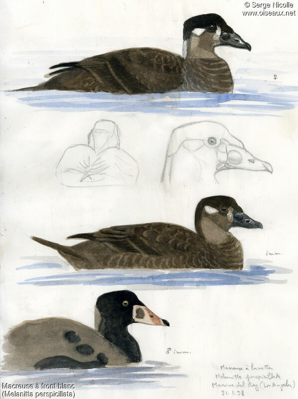 Surf Scoter , identification