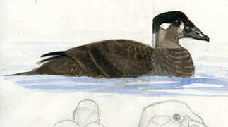 Surf Scoter