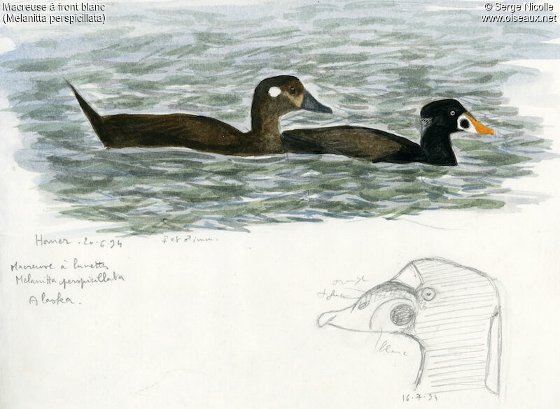 Surf Scoter , identification