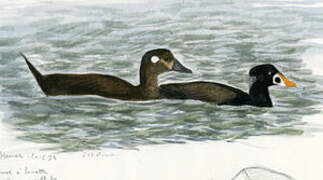 Surf Scoter