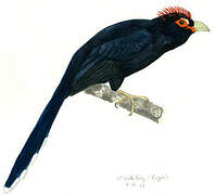 Rough-crested Malkoha