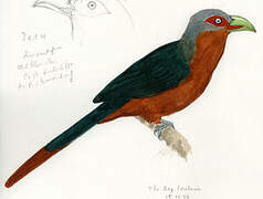 Chestnut-breasted Malkoha