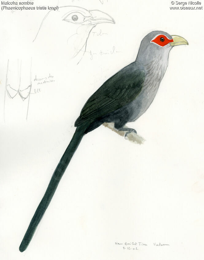 Green-billed Malkoha, identification