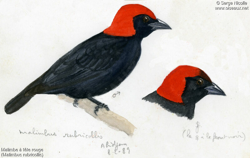 Red-headed Malimbe, identification