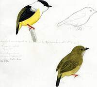 White-collared Manakin