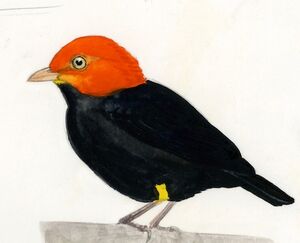Red capped manakin