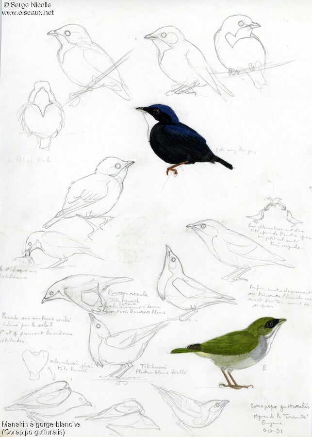 White-throated Manakin , identification