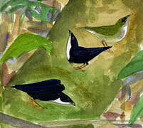 White-throated Manakin