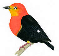 Crimson-hooded Manakin