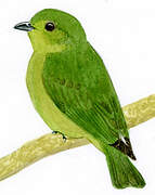 Green Manakin