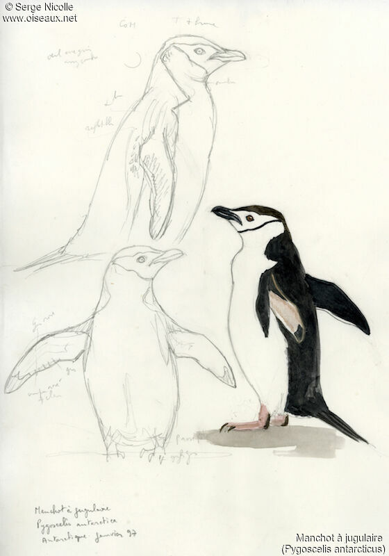 Chinstrap Penguin, identification