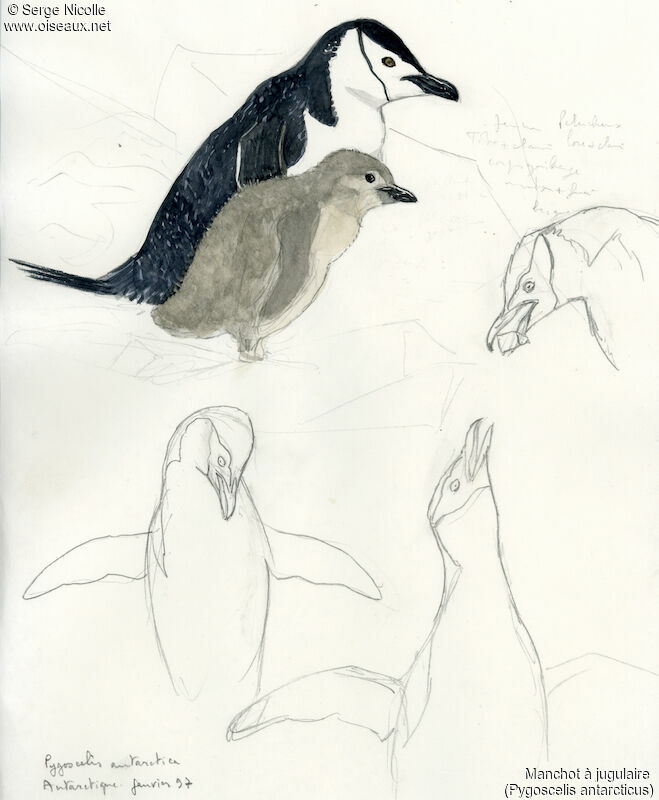 Chinstrap Penguin, identification