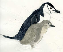 Chinstrap Penguin