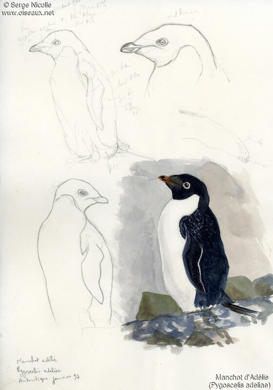 Adelie Penguin, identification