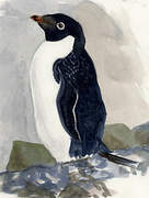 Adelie Penguin