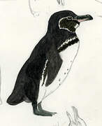 Galapagos Penguin