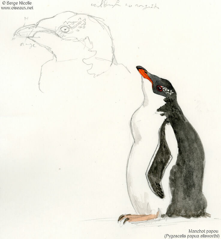 Gentoo Penguinjuvenile, identification