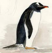 Gentoo Penguin