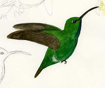 Green-breasted Mango