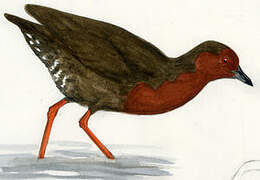 Ruddy-breasted Crake