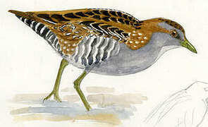 Baillon's Crake