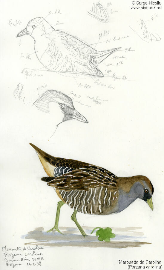 Sora, identification