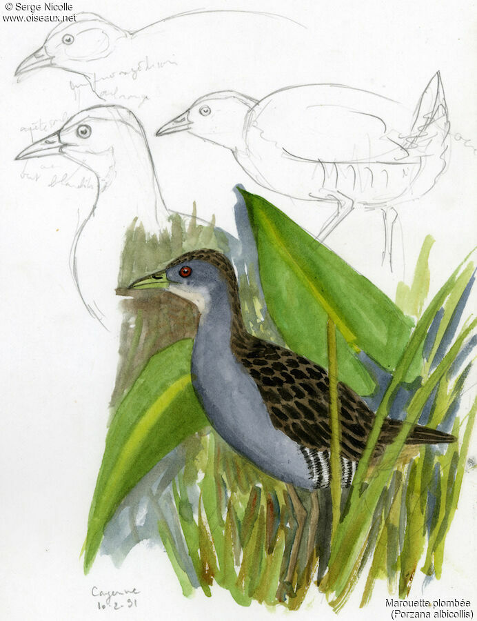 Ash-throated Crake, identification