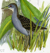 Ash-throated Crake