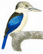 Blue-winged Kookaburra