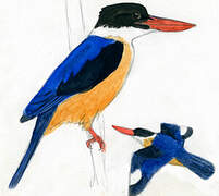 Black-capped Kingfisher