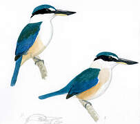 Collared Kingfisher