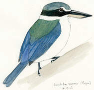 Collared Kingfisher