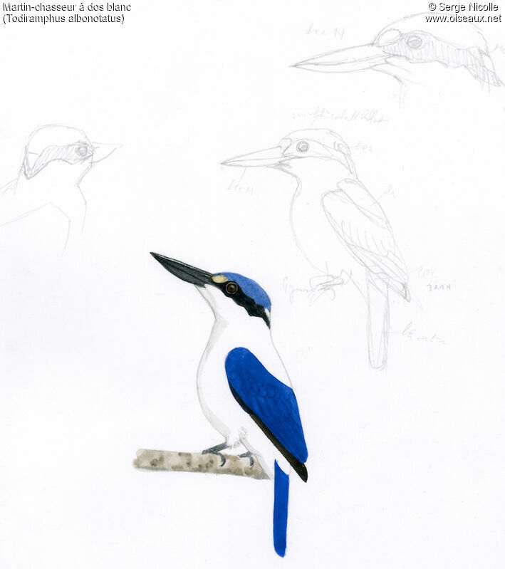 White-mantled Kingfisher, identification