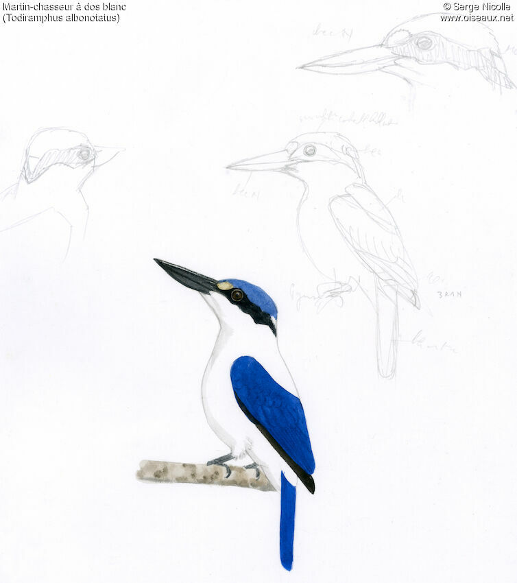 White-mantled Kingfisher, identification