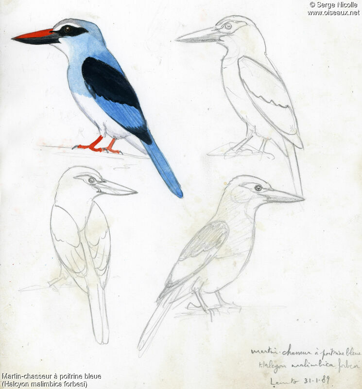 Martin-chasseur à poitrine bleue, identification