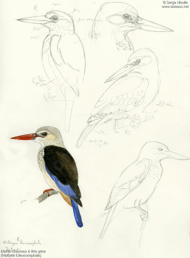 Grey-headed Kingfisher, identification