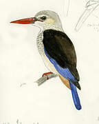 Grey-headed Kingfisher