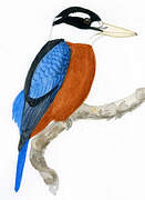 Rufous-bellied Kookaburra