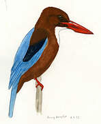 White-throated Kingfisher