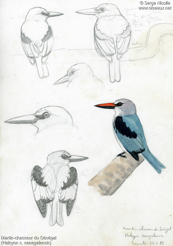 Woodland Kingfisher, identification